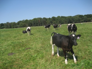 Applecheek-veal-calves1